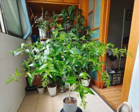 家庭养花用生根粉