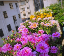 别墅园林绿化设计，打造私密空间，提升居住品质