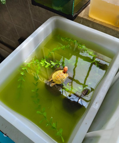 柿树虫病防治，识别常见虫害，掌握有效方法