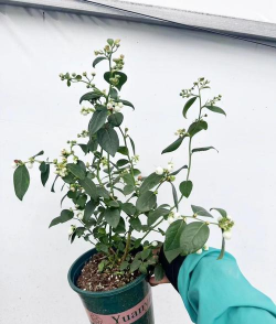 柿树虫病防治，识别常见虫害，掌握有效方法