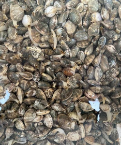 柿树虫病防治，识别常见虫害，掌握有效方法