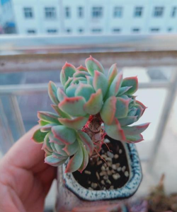 柿树虫病防治，识别常见虫害，掌握有效方法