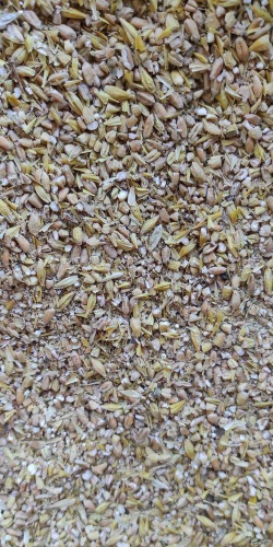 柿树虫病防治，识别常见虫害，掌握有效方法