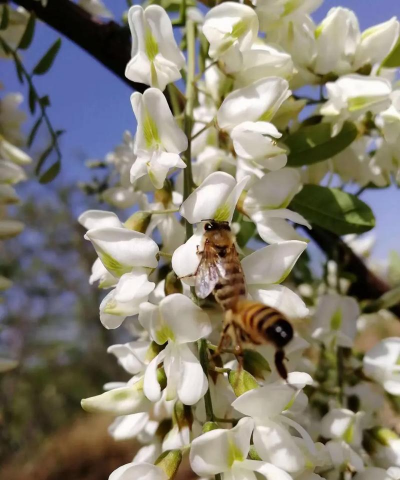 庭院景观绿化设计，打造舒适空间，提升生活品质