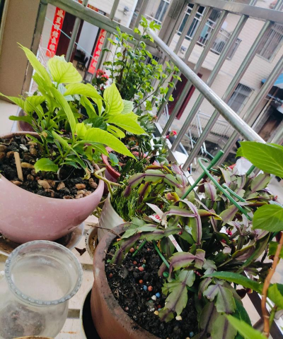 绿化景观设计，提升环境品质，创造宜人空间