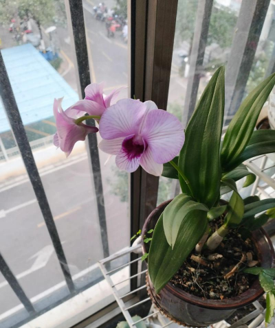 玫瑰花怎么养才不会枯萎，掌握浇水施肥技巧，轻松延长花期