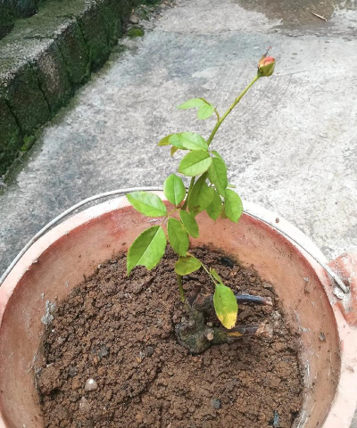 家庭养花用生根粉