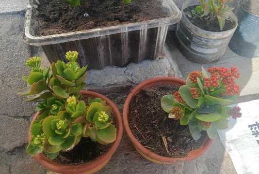 家庭养花用生根粉