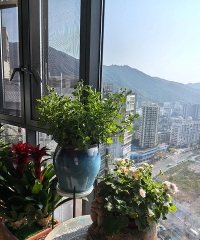 玫瑰花怎么养才不会枯萎，掌握浇水施肥技巧，轻松延长花期