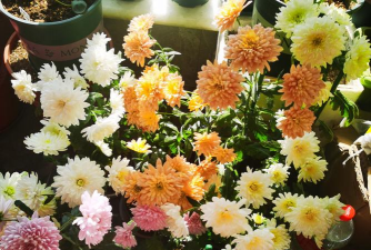 家庭养花用生根粉