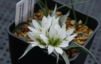 别墅园林绿化设计，打造私密空间，提升居住品质