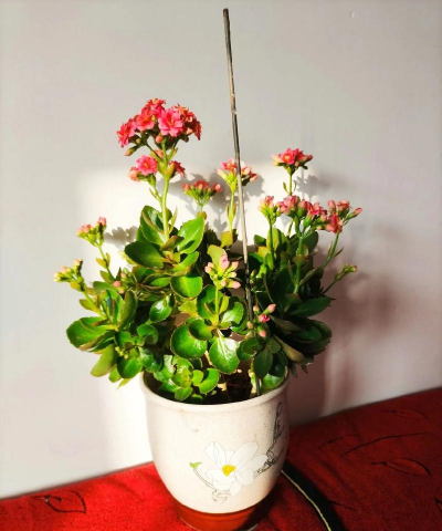 别墅园林绿化设计，打造私密空间，提升居住品质