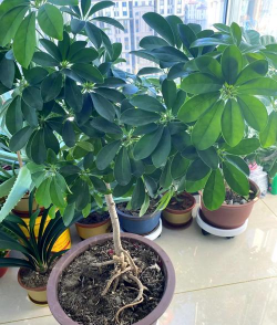 栽培的意思，核心概念，通俗理解