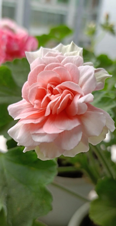 栽培的意思，核心概念，通俗理解