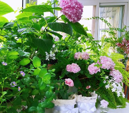 樱花醉阳台养花