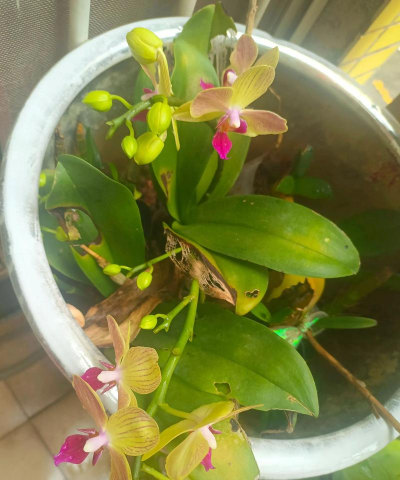 栽培的意思，核心概念，通俗理解