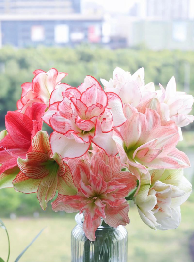 芍药花怎么养，掌握关键要点，花开更鲜艳