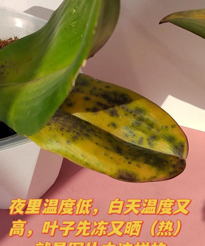 别墅园林绿化设计，打造私密空间，提升居住品质