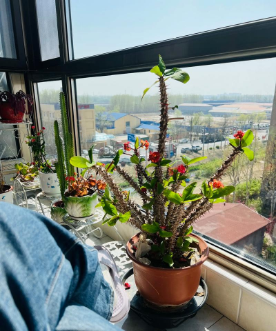 别墅园林绿化设计，打造私密空间，提升居住品质