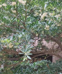 杜英是什么花序