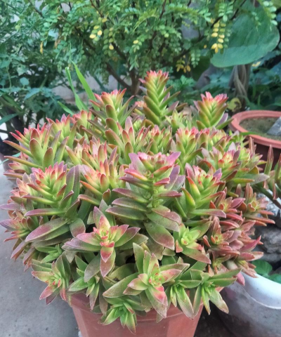 绿化景观设计，提升环境品质，创造宜人空间