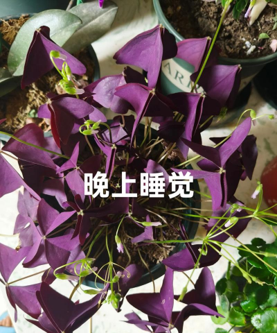 葡萄栽培，掌握关键技术，实现优质丰产