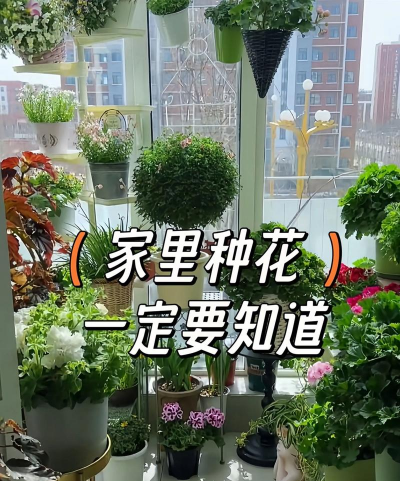 葡萄栽培，掌握关键技术，实现优质丰产