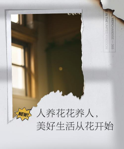 无土栽培技术，突破土壤限制，开启高效种植新篇章