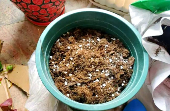 栀子花怎么养，掌握浇水技巧，避免黄叶掉苞