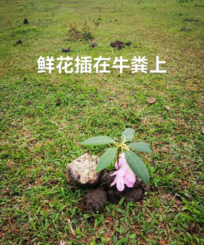 栀子花怎么养，掌握浇水技巧，避免黄叶掉苞