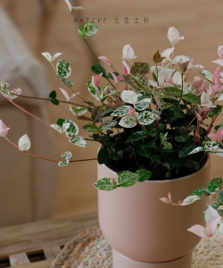 柿树虫病防治，识别常见虫害，掌握有效方法