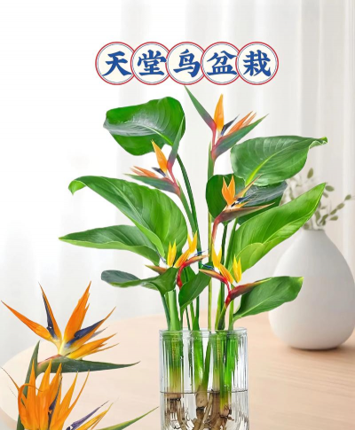 栀子花怎么养，掌握浇水技巧，避免黄叶掉苞