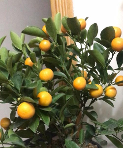 栀子花怎么养，掌握浇水技巧，避免黄叶掉苞