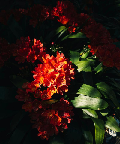 栀子花怎么养，掌握浇水技巧，避免黄叶掉苞