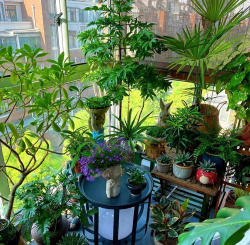 栀子花怎么养，掌握浇水技巧，避免黄叶掉苞