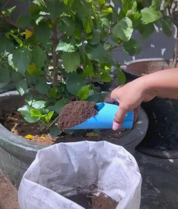 栀子花怎么养，掌握浇水技巧，避免黄叶掉苞