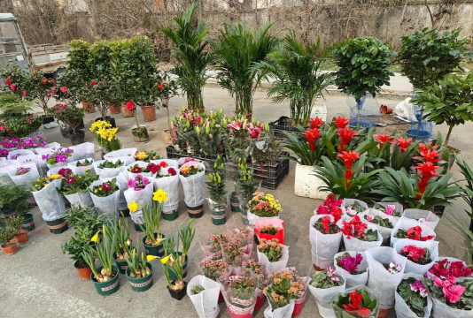 蝴蝶兰的繁殖方法和栽培技术，轻松掌握，花开满盆