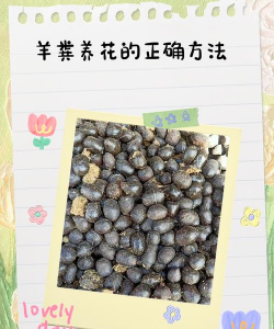 无土栽培技术，突破土壤限制，开启高效种植新篇章