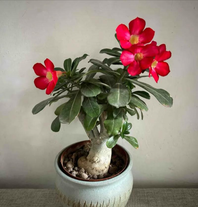 无土栽培技术，突破土壤限制，开启高效种植新篇章