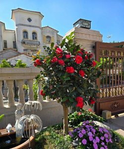 家庭养花用生根粉