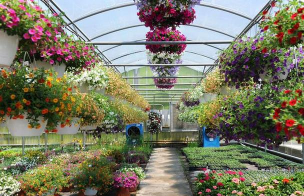 家庭养花用生根粉