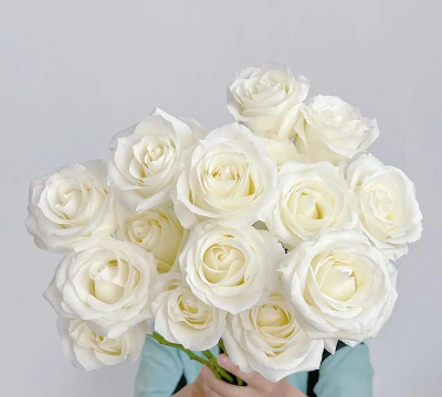 白玫瑰骄傲养花