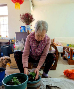 家庭养花用生根粉