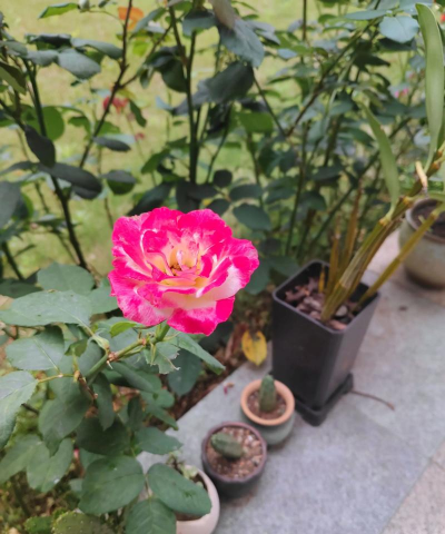 家庭养花用生根粉