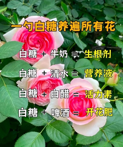 家庭养花用生根粉