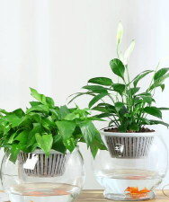 芍药花怎么养，掌握关键要点，花开更鲜艳