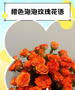 养花橙色泡泡花