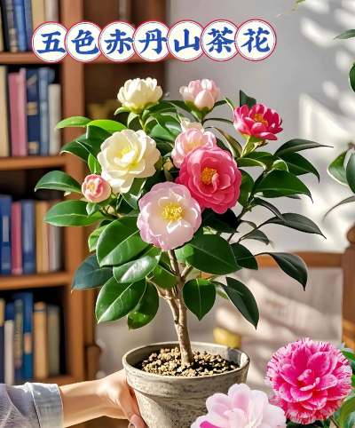 家庭养花用生根粉