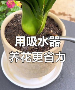 别墅园林绿化设计，打造私密空间，提升居住品质