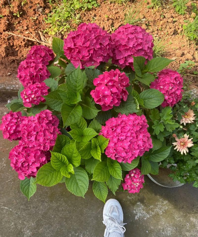 家庭养花用生根粉